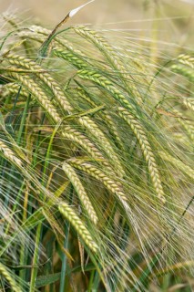 Barley field, ears of barley (Hordeum vulgare) unripe, Baden-Württemberg, Germany, Europe