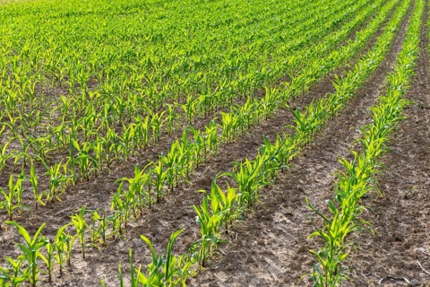 Symbolic image of renewable energies, young maize plants in the field, cultivation for biogas
