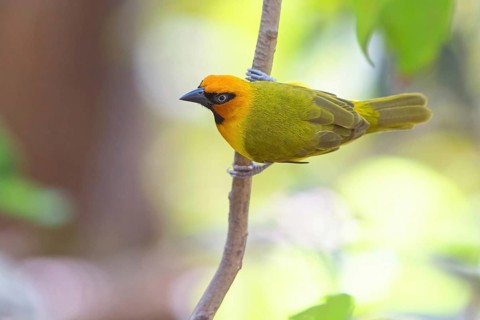 Black-necked weaver (Ploceus nigricollis), Gunjur forest / Gunjur photo hid, Gunjur, South Bank,