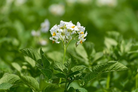 Potato (Solanum tuberosum) flowering, potato field, Baden-Württemberg, Germany, Europe