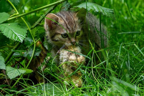 European wildcat, wild cat (Felis silvestris silvestris) 7 week old kitten with killed bird chick
