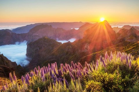 View from Pico do Arieiro of mountains over clouds with Pride of Madeira flowers and blooming