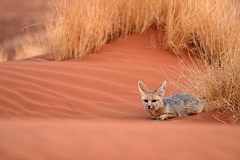 Bat-eared fox (Otocyon megalotis), lying in the red sand, Namib-Naukluft Desert, Namibia, Africa