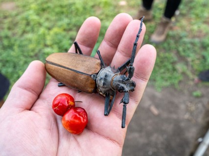 Titan beetle at an farm near Pousada Santa Clara, Nhecolandia, Corumba, Mato Grosso do Sul, Brazil,