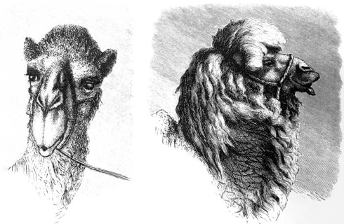 Head of a camel of the Turkic peoples in Central Asia, long hair, bridle, travelling in Asia,