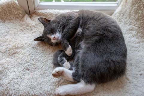 Sleeping, dreaming cat lying on a sheepskin, Mecklenburg-Vorpommern, Germany, Europe
