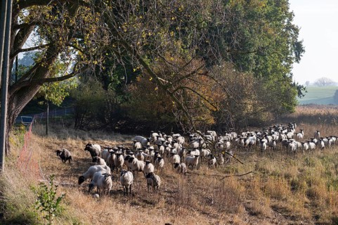 A flock of black-headed sheep (Ovis gmelini aries) on a pasture, Rehna, Mecklenburg-Western