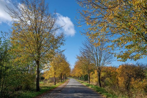 Autumnal lime tree avenue (Tilia platyphyllos) on a village street, Brützkow near Rehna,