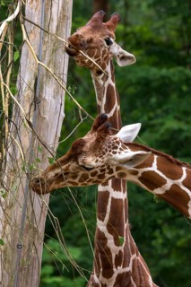 Two reticulated giraffes (Giraffa reticulata), Nuremberg Zoo, Middle Franconia, Bavaria, Germany,