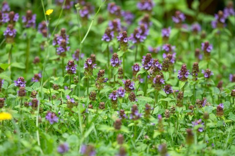 Common selfheal (Prunella), Bavaria, Germany, Europe