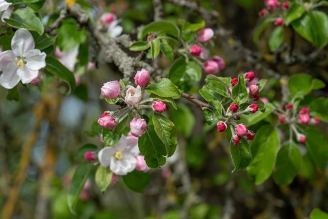 Apple blossom branch (Malus), Bavaria, Germany, Europe