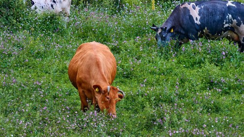 Two cows grazing on a flowering meadow, farm animals, Mani Peninsula, Peloponnese, Greece, Europe