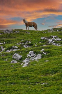Haflinger, Ebbs, Tyrol, Austria, Europe, KI generated, Europe