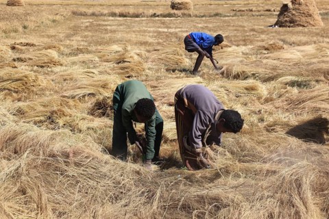 Amhara region, farmers harvesting teff, teff, tef, dwarf millet, Eragrostis tef, seeds are