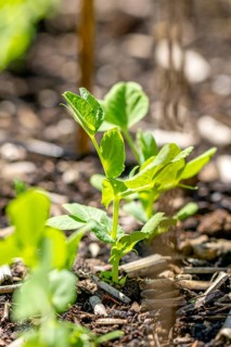 Young pea (Pisum sativum) in spring, Ternitz, Lower Austria, Austria, Europe