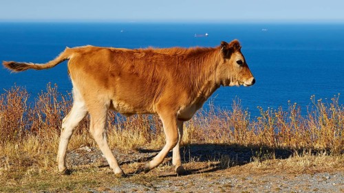 Calf in motion on a sunny cliff with sea view and blue sky, farm animals, Mani Peninsula,