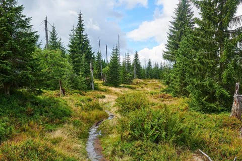 Vegetation with Norway spruce (Picea abies), colored European blueberry (Vaccinium myrtillus) and