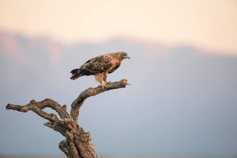 Juvenile Iberian Eagle, Spanish Imperial Eagle (Aquila adalberti), Extremadura, Castilla La Mancha,