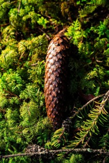 A pine cone rests on a bed of green moss in the forest, Unterhaugstett, Black Forest, Germany,