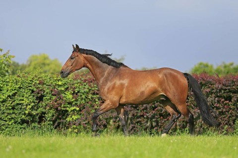 Westphalian Warmblood, Westphalian