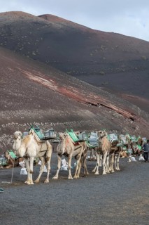 Dromedaries (Camelus dromedarius), Lanzarote, Canary Islands, Spain, Europe