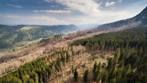 Forest, forest dieback, dead spruce trees due to drought and bark beetle, aerial photograph, AI