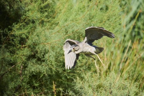 Black-crowned night heron (Nycticorax nycticorax) youngster flying, Camargue, France, Europe