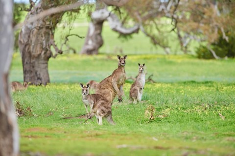 Eastern grey kangaroos (Macropus giganteus) wildlife on a meadow in Australia