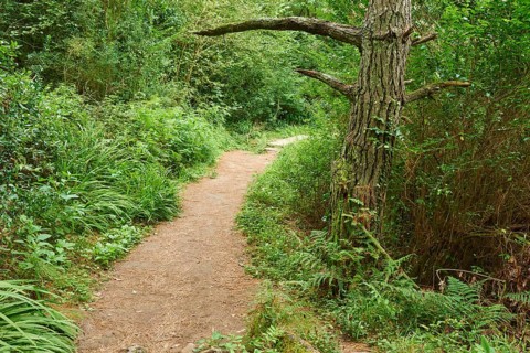 Walking path going through the forest to Donostia San Sebastian at the Camino del Norte, coastal