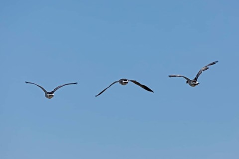 Barnacle geese (Branta leucopsis) in flight over the Elbe near Brokdorf, Schleswig-Holstein,