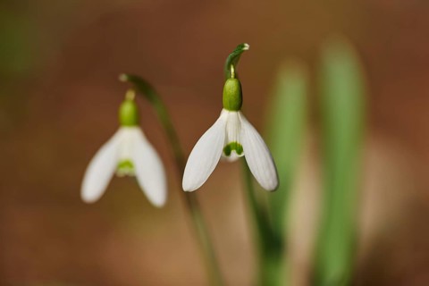 Close-up of a common snowdrop (Galanthus nivalis) flowering in a forest, Upper Palatinate, Bavaria,