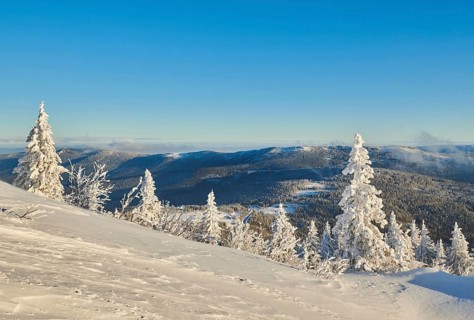 Frozen norway spruce or European spruce (Picea abies) trees on a sunny day on mount Arber, Bavarian