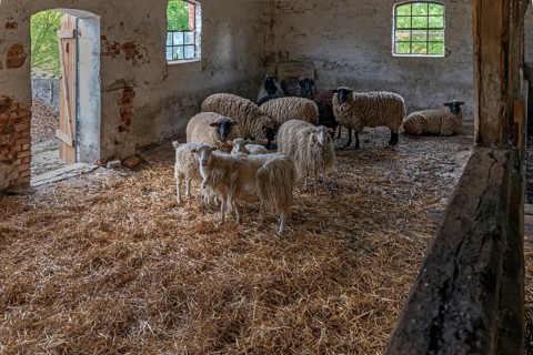 Sheep in a straw-bedded barn, Soay sheep in the front, no longer need to be shorn, black-headed
