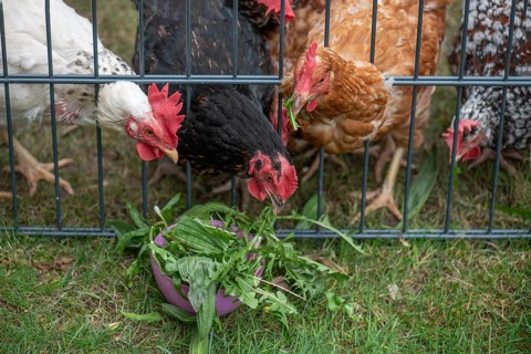 Domestic chickens (Gallus gallus domesticus) pecking dandelions through a grid, North