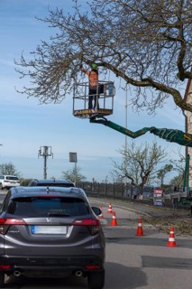 Cutting an overhanging tree on a road, Bavaria, Germany, Europe