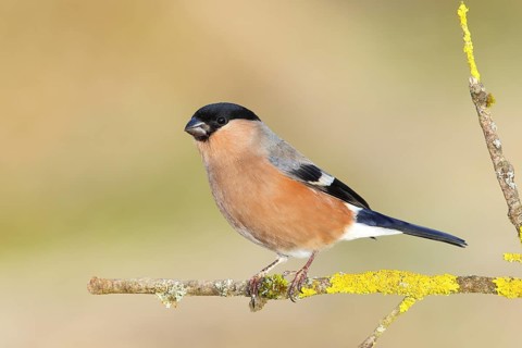 Eurasian bullfinch (Pyrrhula pyrrhula), female, sitting on a branch covered with lichen, Animals,