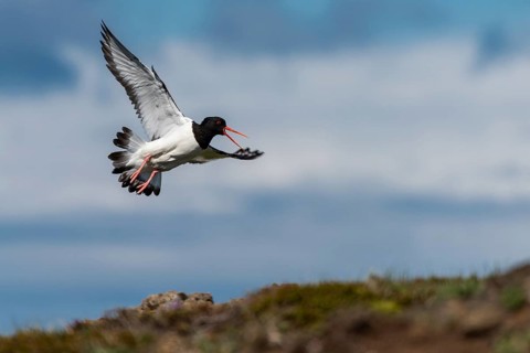 Oystercatcher (Haematopus ostralegus) in flight, Reykjanes, Iceland, Europe