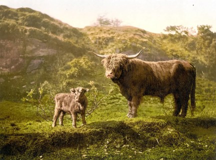 Highland cattle, calf and bull, Scotland, c. 1890, Historic, digitally restored reproduction from a