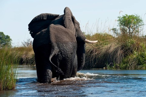 Elephant (Loxodonta africana), on the run, fear, danger, running, river, dangerous, wild animal,