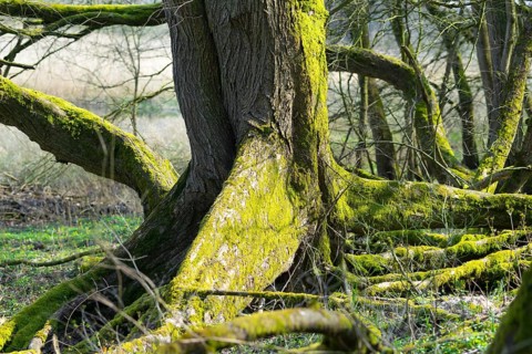 Rootstock with board roots of a european white elm (Ulmus laevis), tree of the year 2019, sunlit,
