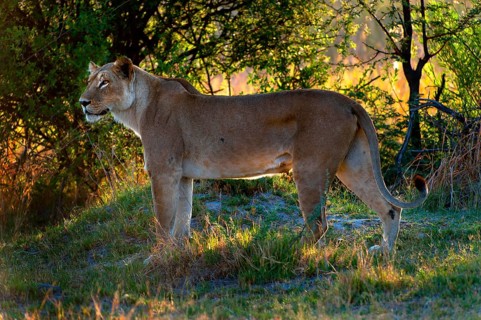 Lioness, female lion (Panthera leo) on the evening hunt, hunt, lookout, wild, free-living, safari,