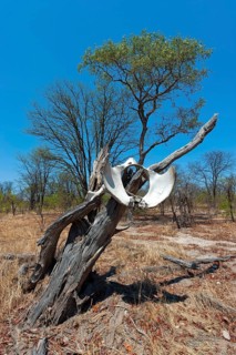 Bones, skeleton, poachers, hunting, death, drought, climate change, elephant as decoration and