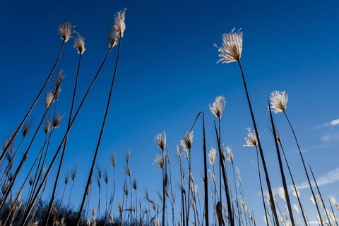 Miscanthus, (Miscanthus sinensis), Poaceae, Chinese reed, elephant grass, agriculture,