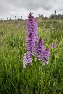 Southern marsh orchid (Dactylorhiza praetermissa), Emsland, Lower Saxony, Germany, Europe