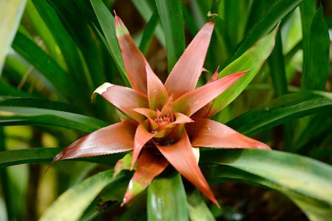 Close-up of blossom from a Nidularium innocentii