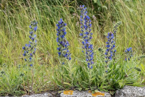 Viper's bugloss (Echium vulgare), Mecklenburg-Western Pomerania, Germany, Europe