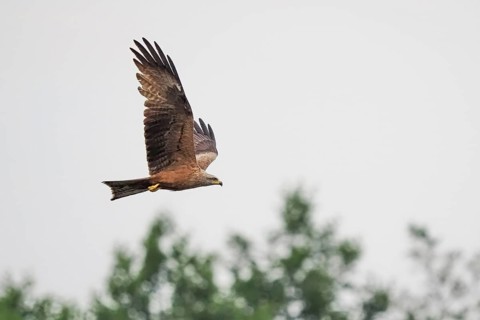 A black kite (Milvus migrans) flying high in the sky above green trees, Hesse, Germany, Europe
