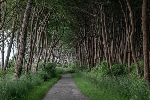 Forest path on the steep coast, Poel Island, Mecklenburg-Western Pomerania, Germany, Europe