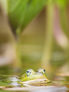 Green frog (Pelophylax esculentus) in a pond, North Rhine-Westphalia, Germany, Europe