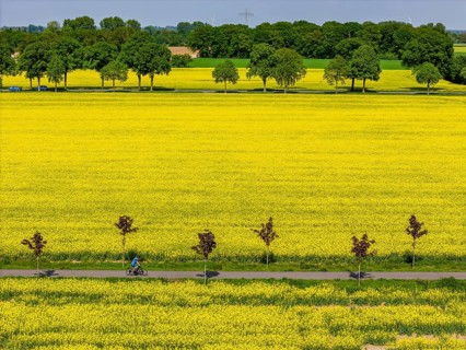 The avenue cycle path between Xanten and Marienbaum, Kalkar, on the Lower Rhine, former railway
